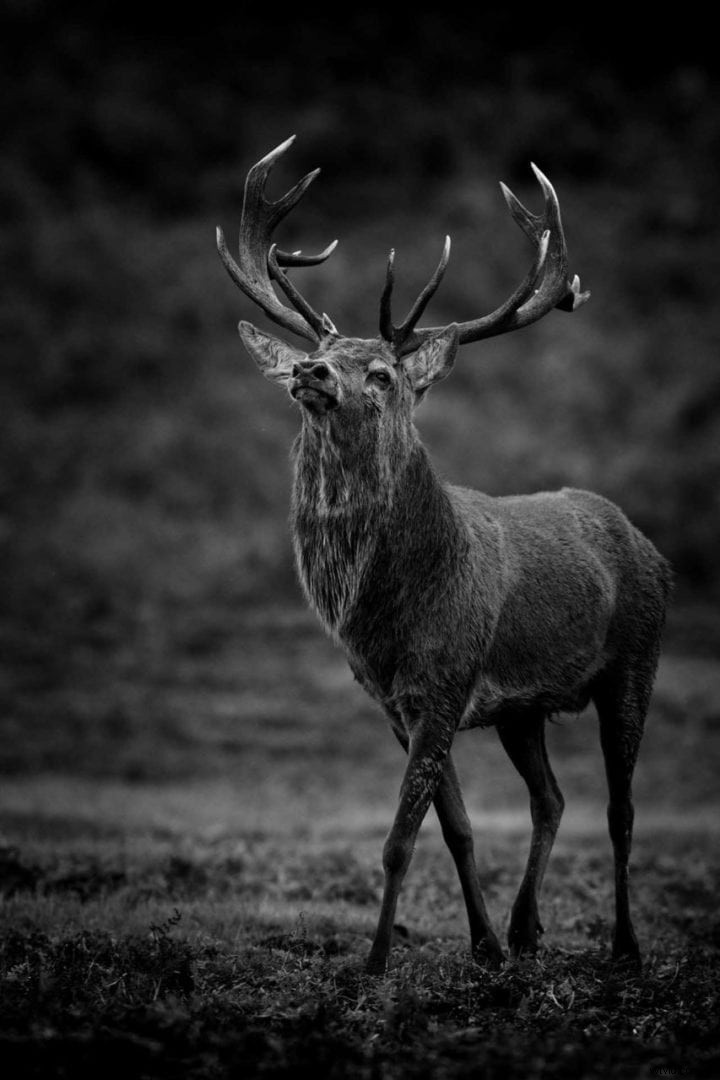 Expert Guide: How to Photograph the Deer Rut Ethically and Capture Stunning Shots