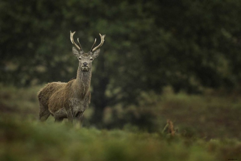 Expert Guide: How to Photograph the Deer Rut Ethically and Capture Stunning Shots
