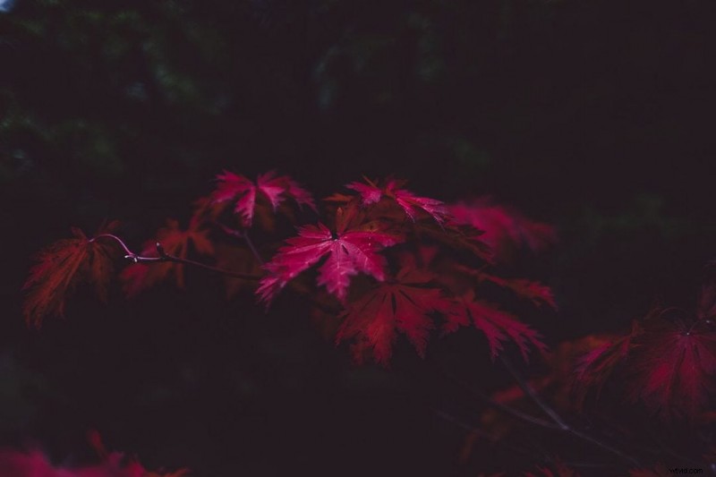 9 Expert Tips to Capture Stunning Autumn Colours Accurately