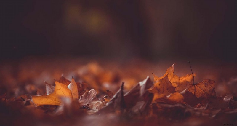 20 Expert Autumn Photography Tips for Stunning Fall Photos
