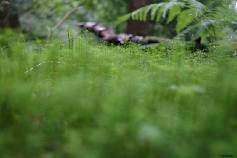 10 Reasons Your Photos Aren t Sharp: Proven Fixes for Tack-Sharp Images