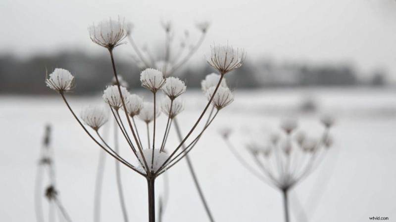 Snow Photography Mastery: Pro Tips for Stunning Winter Shots