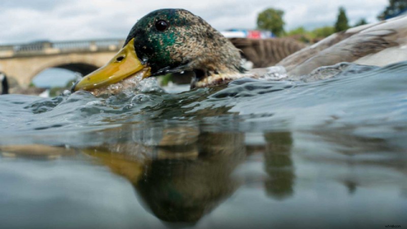 8 Essential Photography Techniques for Any Camera: Pro Results Without Fancy Gear