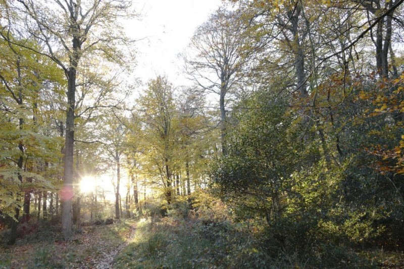 8 Essential Photography Techniques for Any Camera: Pro Results Without Fancy Gear