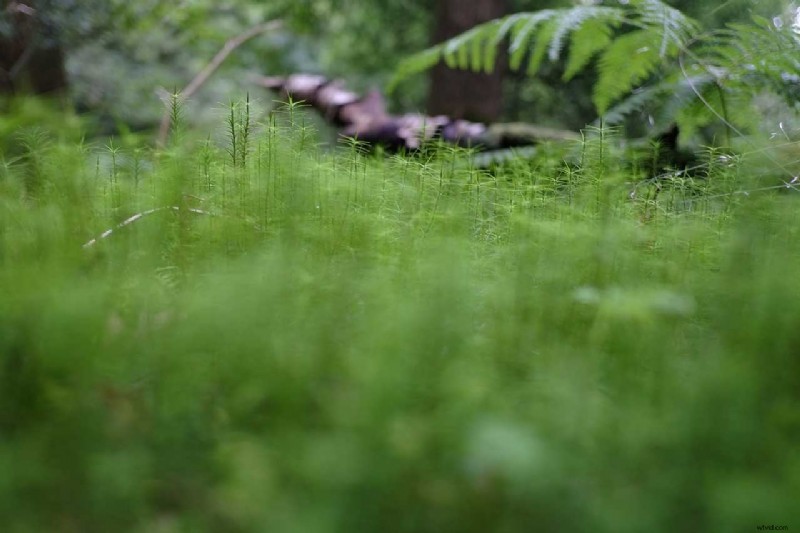 11 Essential Spring Photography Tips for Stunning Shots