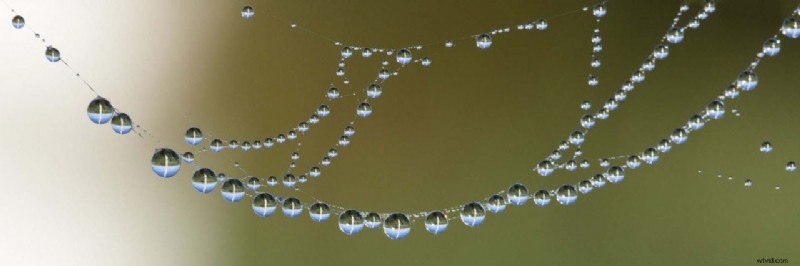 Autumn Photography at Home: Expert Tips for Stunning UK Garden Shots