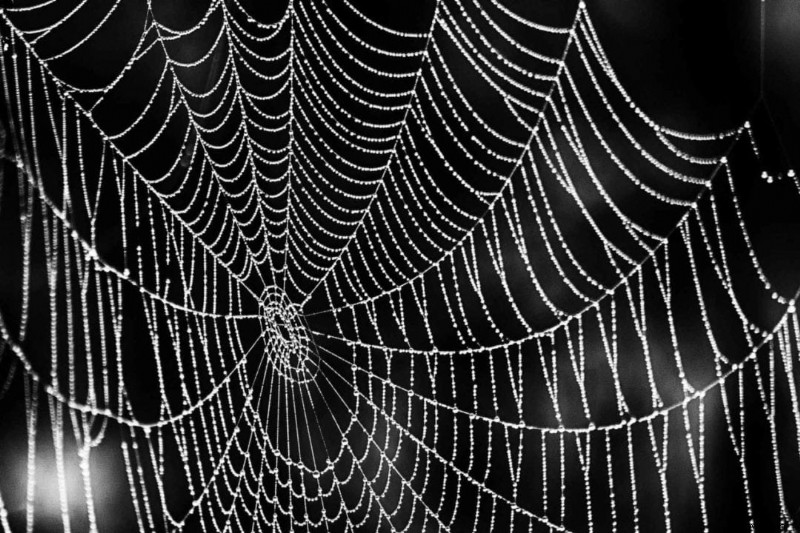 Autumn Photography at Home: Expert Tips for Stunning UK Garden Shots