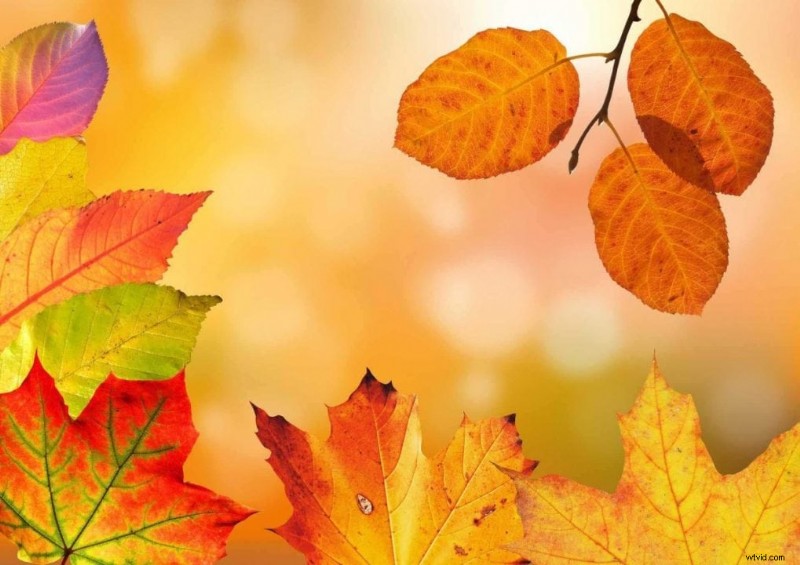 8 Expert Tips for Capturing Stunning Creative Autumn Photos