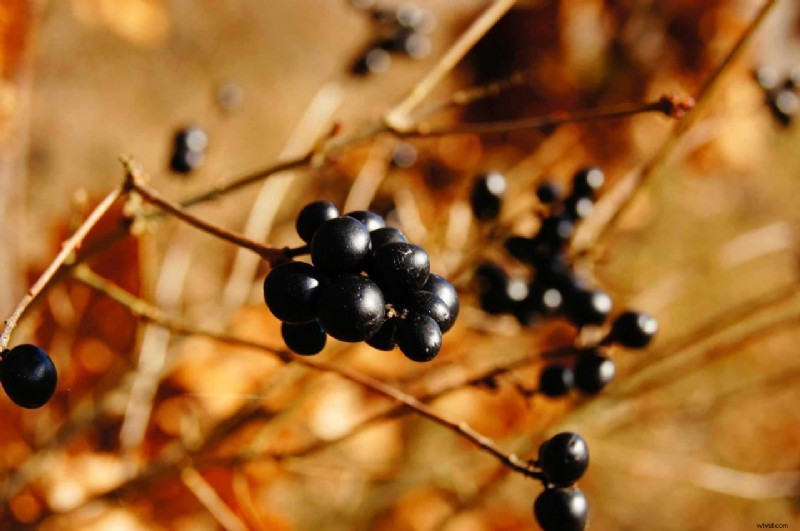 8 Essential Tips for Capturing Stunning Autumn Photography