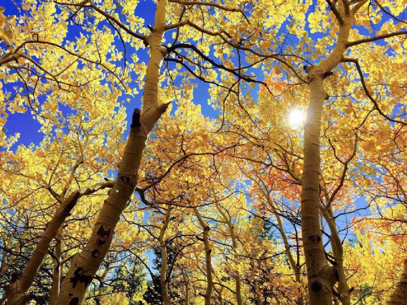 8 Essential Tips for Capturing Stunning Autumn Photography