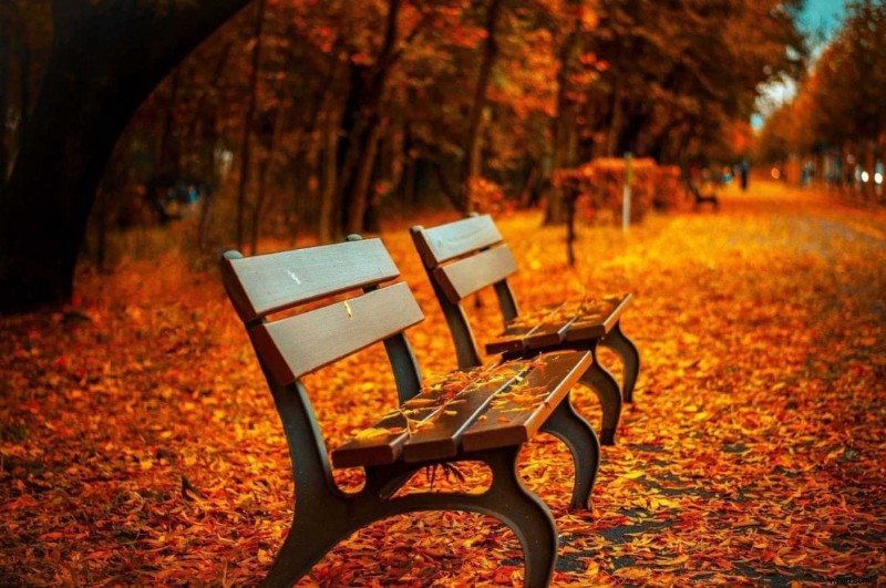 8 Essential Tips for Capturing Stunning Autumn Photography