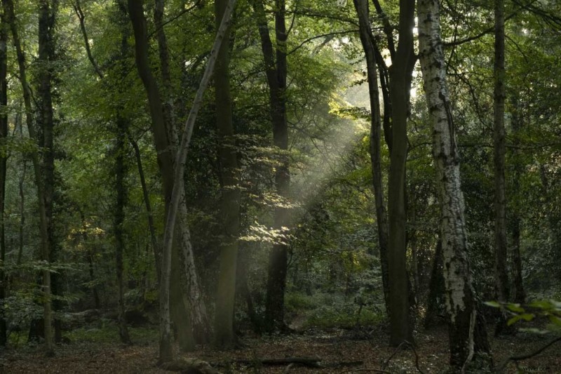 Fujifilm X-T3: Capturing and Editing Stunning Woodland Sunbeams