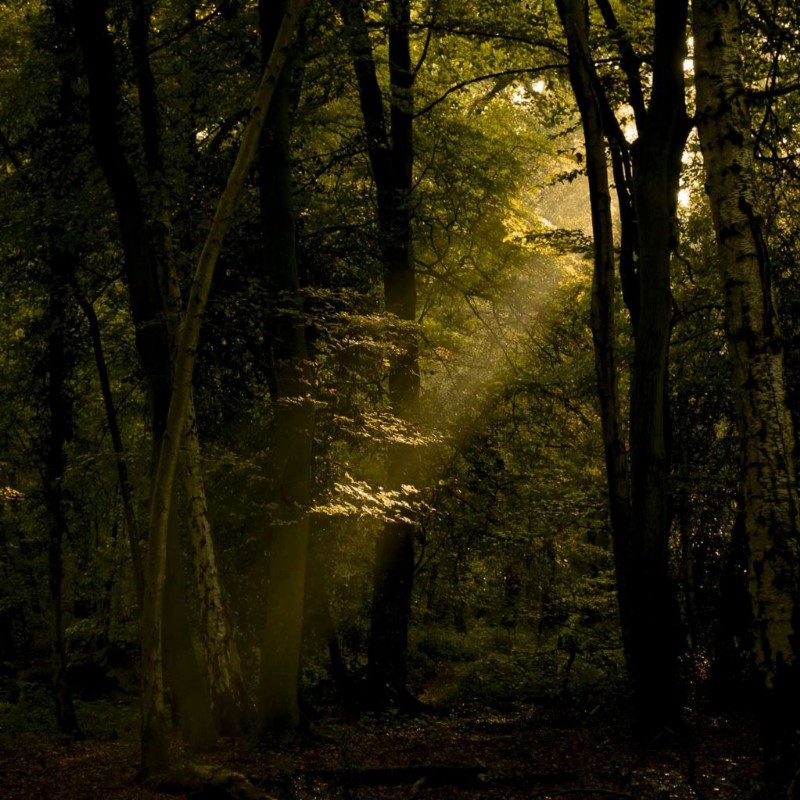 Fujifilm X-T3: Capturing and Editing Stunning Woodland Sunbeams