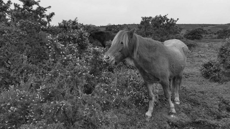 Pro Tips: Capture Stunning Black & White Photos with Huawei P30 Pro