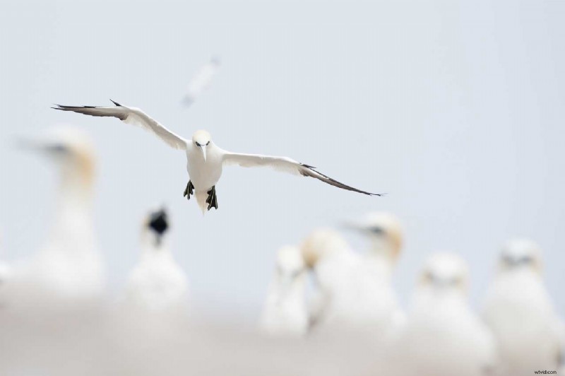 Expert Guide: Capturing Birds in Flight with Nikon Cameras