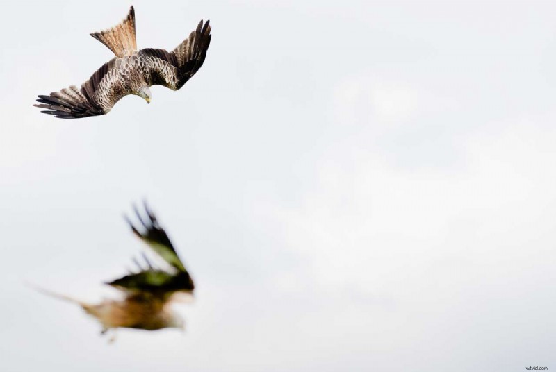 Expert Guide: Capturing Birds in Flight with Nikon Cameras