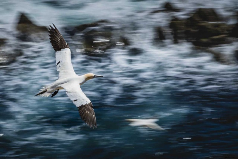 Expert Guide: Capturing Birds in Flight with Nikon Cameras