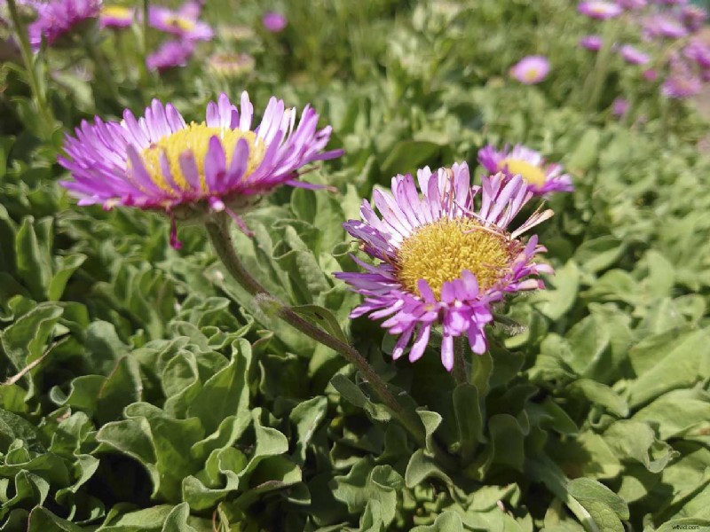 Master Sony Xperia 1 Manual Camera Mode: Pro Photography Guide