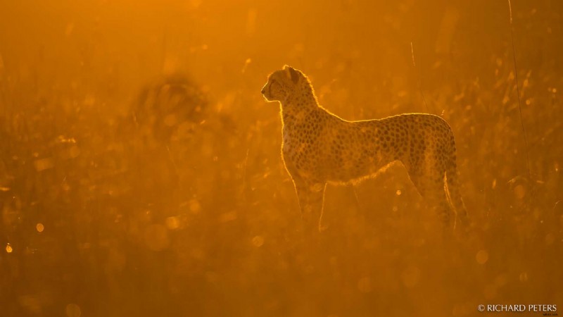 Expert Tips to Capture Stunning Safari Wildlife Photos