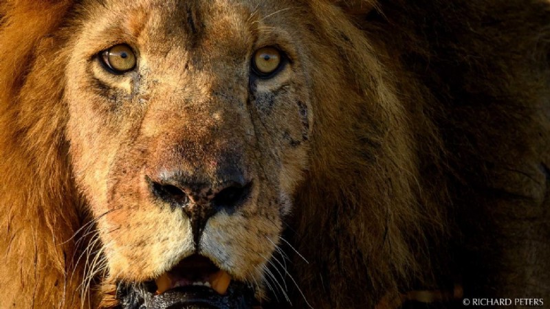 Expert Tips to Capture Stunning Safari Wildlife Photos