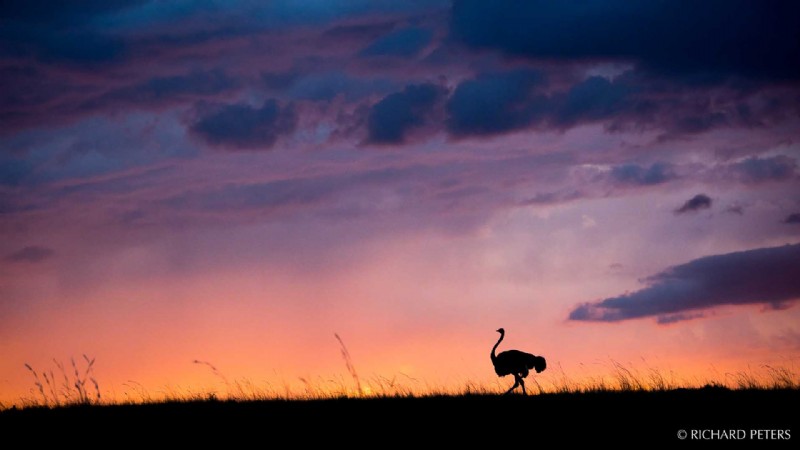 Expert Tips to Capture Stunning Safari Wildlife Photos