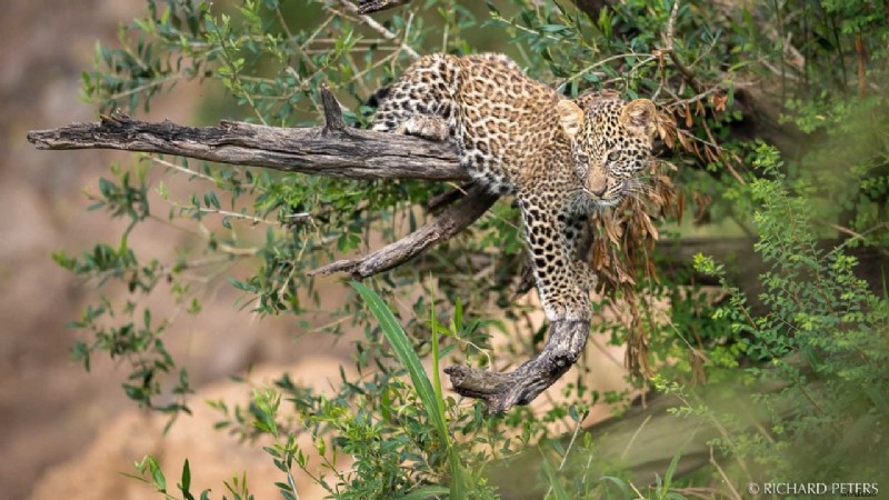Expert Tips to Capture Stunning Safari Wildlife Photos
