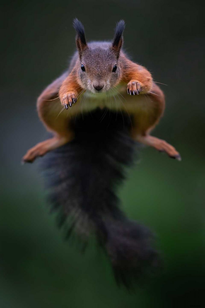 Expert Tips: Capturing Stunning Leaping Squirrels Like a Pro Photographer