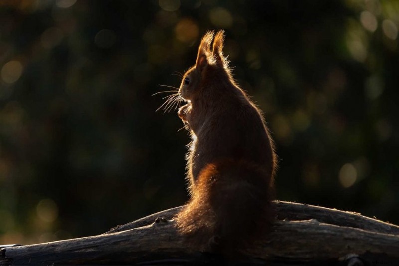 Expert Tips: Capturing Stunning Leaping Squirrels Like a Pro Photographer