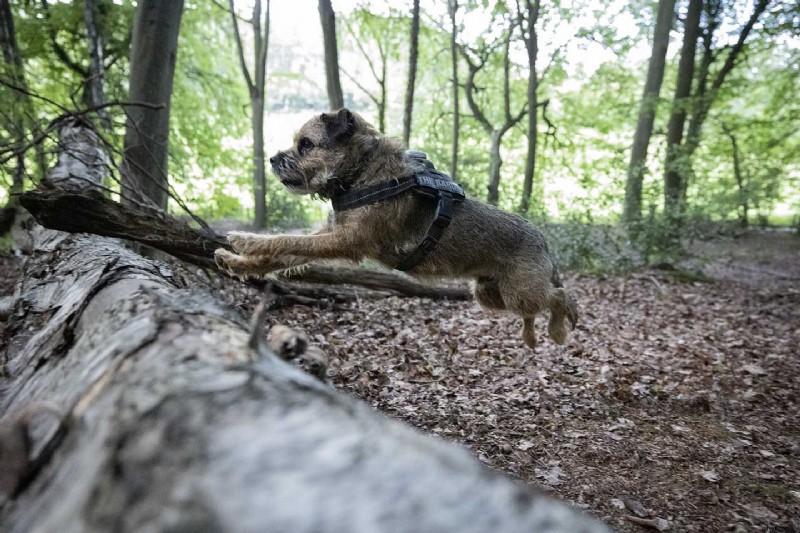 Mastering Motion: Pro Tips for Photographing Moving Subjects