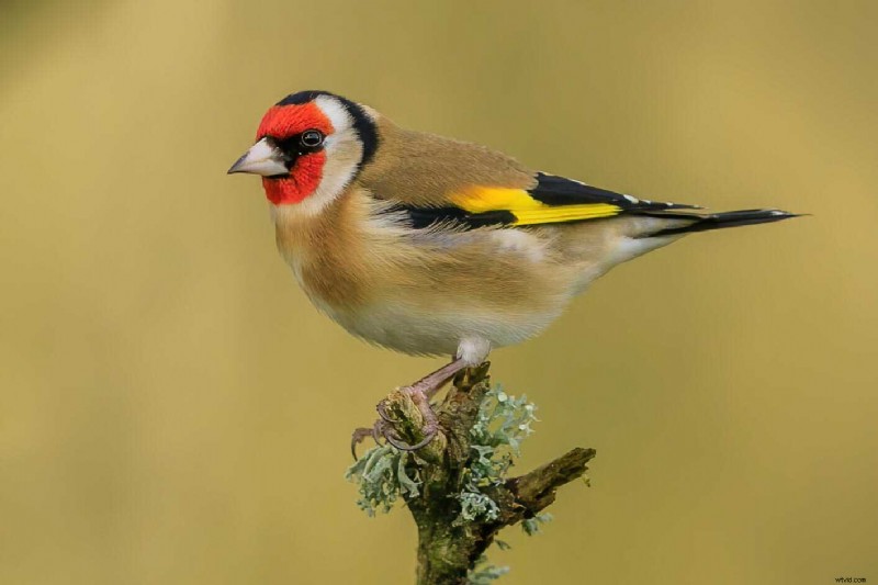 Telephoto Lens Guide: What It Is and When to Use It for Stunning Shots