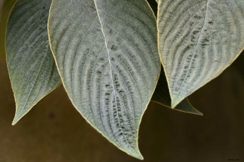 Master Nikon s Picture Controls: Complete Guide to Stunning JPEGs