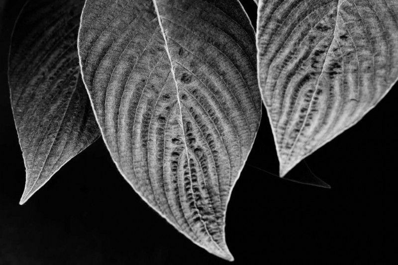 Master Nikon s Picture Controls: Complete Guide to Stunning JPEGs