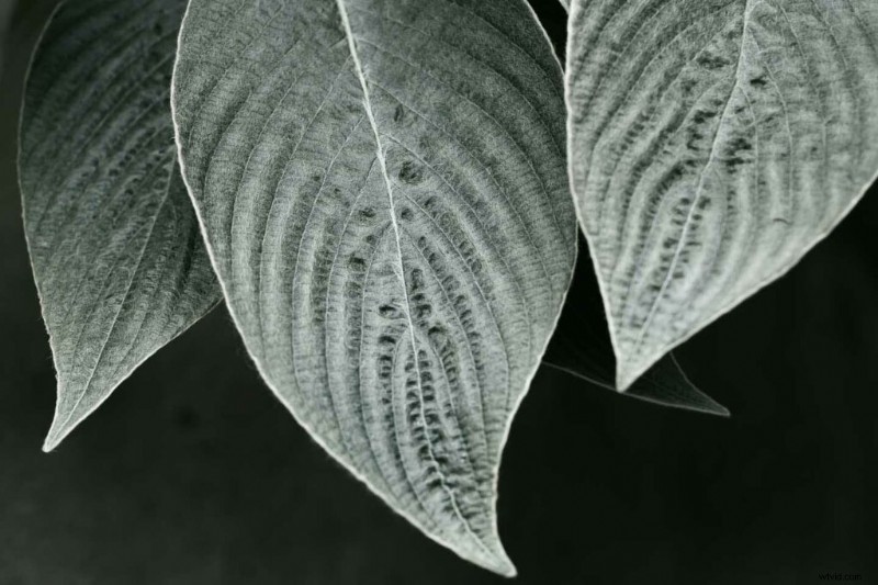 Master Nikon s Picture Controls: Complete Guide to Stunning JPEGs