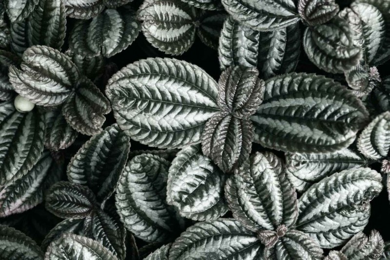 Master Nikon s Picture Controls: Complete Guide to Stunning JPEGs