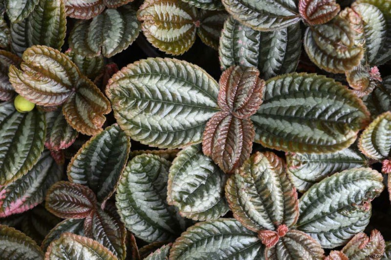 Master Nikon s Picture Controls: Complete Guide to Stunning JPEGs