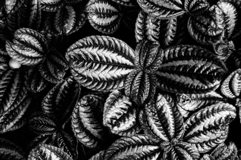 Master Nikon s Picture Controls: Complete Guide to Stunning JPEGs