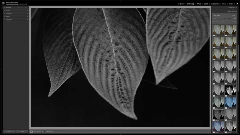 Master Nikon s Picture Controls: Complete Guide to Stunning JPEGs