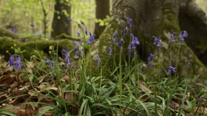 Expert Guide: How to Photograph Stunning Bluebells