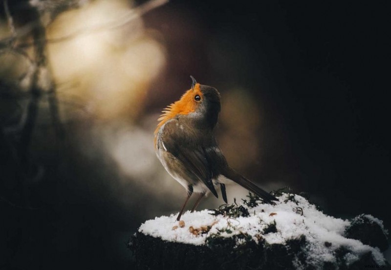 Master Garden Bird Photography: Simple Tips for Stunning Shots