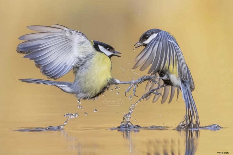 Master Garden Bird Photography: Simple Tips for Stunning Shots