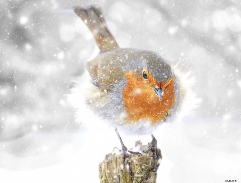 Master Garden Bird Photography: Simple Tips for Stunning Shots