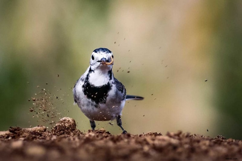 Master Garden Bird Photography: Simple Tips for Stunning Shots