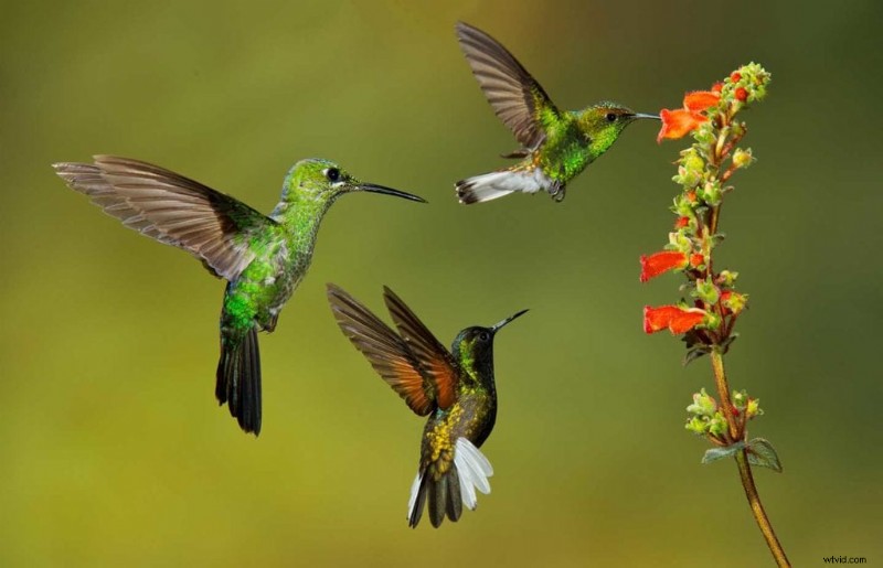 Master Garden Bird Photography: Simple Tips for Stunning Shots