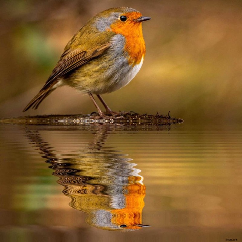 Master Garden Bird Photography: Simple Tips for Stunning Shots