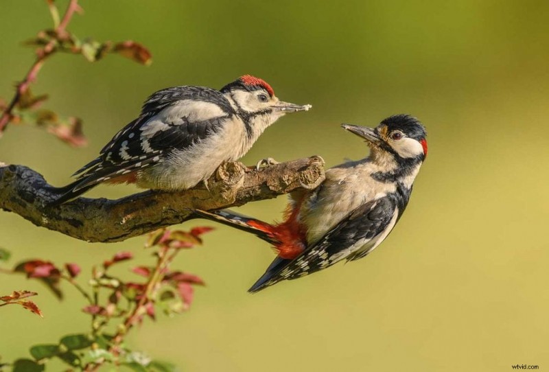 Master Garden Bird Photography: Simple Tips for Stunning Shots