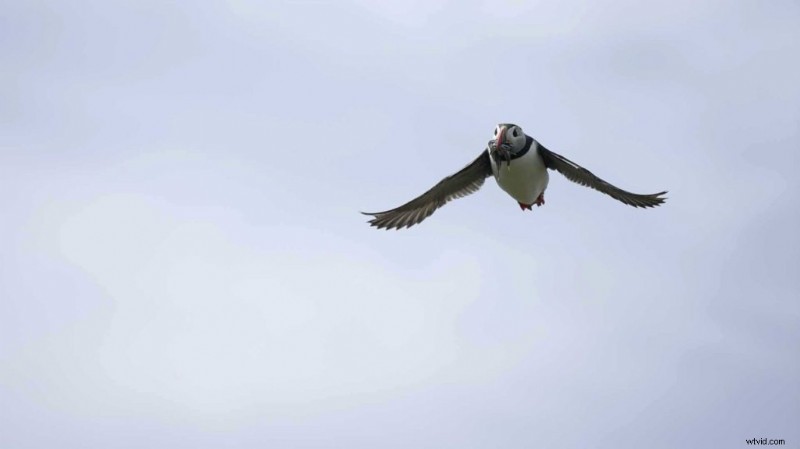 Ultimate Camera Settings for Stunning Bird Photography: Portraits & In-Flight Action