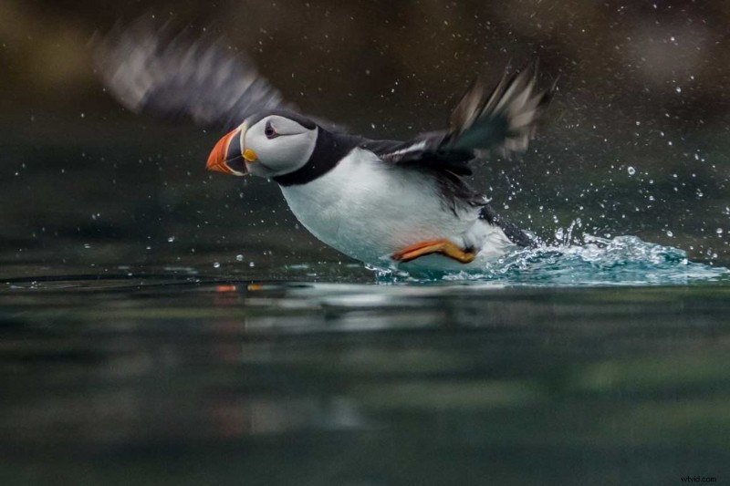 Ultimate Camera Settings for Stunning Bird Photography: Portraits & In-Flight Action