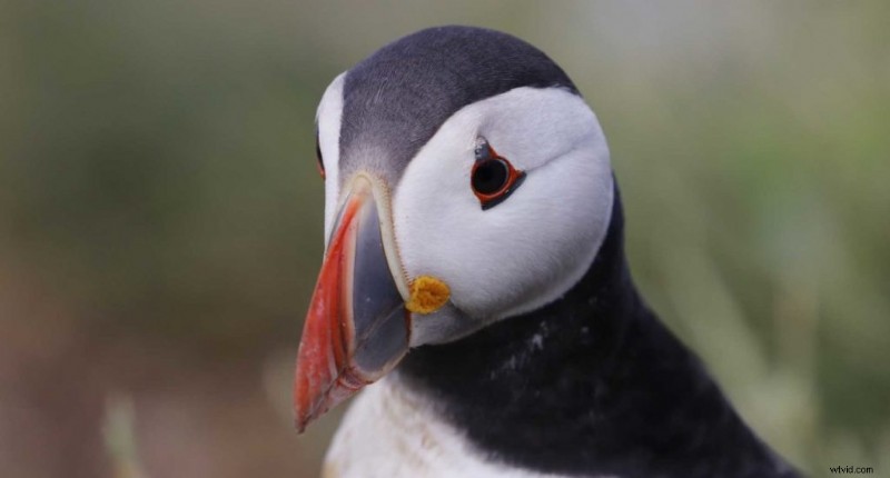 Ultimate Camera Settings for Stunning Bird Photography: Portraits & In-Flight Action