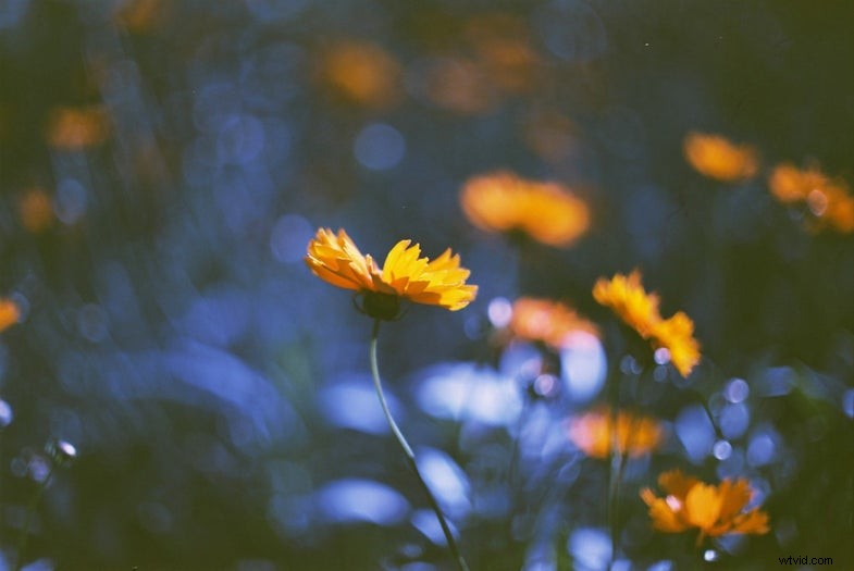 Lomography Kono! Dona 35mm Film: A Unique ISO 6 Option for Film Photography