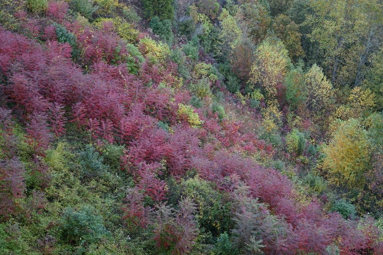 Sony Alpha 7R Review: First Impressions of the 36MP Full-Frame Camera